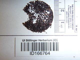 Agropyron dasystachyum, seed