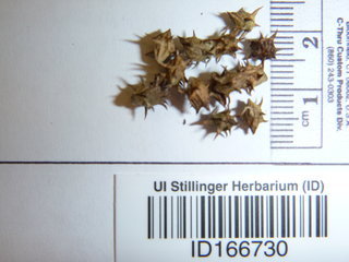 Ambrosia tomentosa, seed