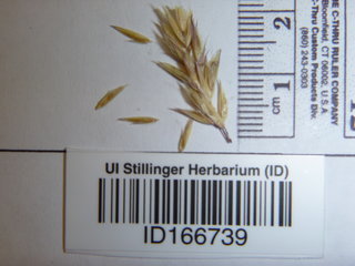 Anthoxanthum aristatum, seed