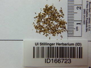 Artemisia biennis, seed