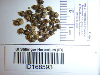 Beta vulgaris, seed