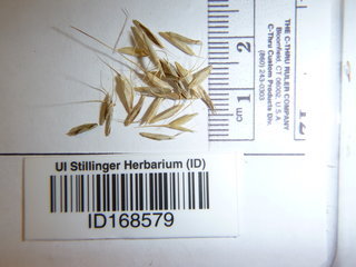 Bromus arvensis, seed