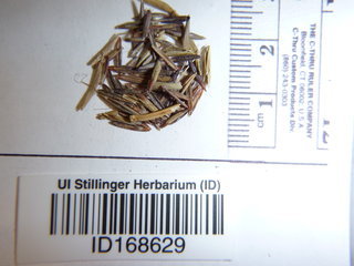 Bromus tectorum, seed