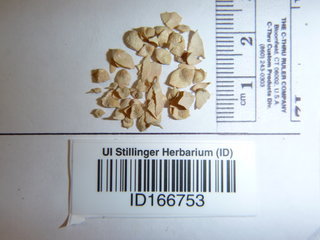 Cirsium altissimum, seed