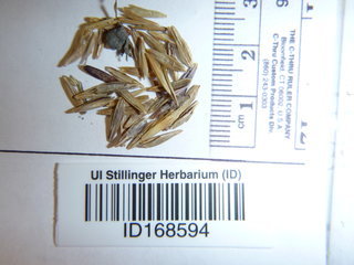 Bromus inermis, seed