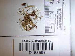 Chondrilla juncea, seed
