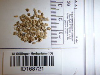 Chorispora tenella, seed