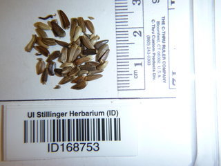 Cirsium altissimum, seed