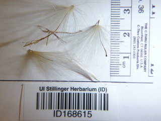 Cirsium undulatum, seed
