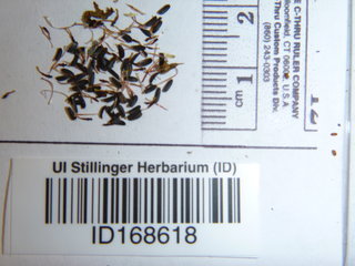 Coreopsis tinctoria, seed