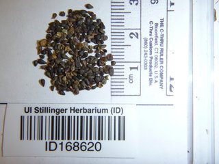 Cyclachaena xanthifolia, seed