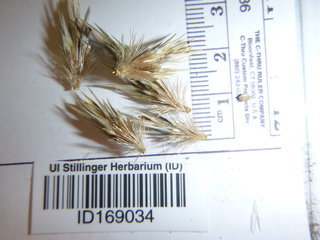 Echinops sphaerocephalus, seed