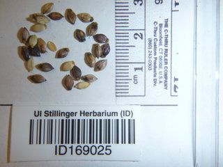 Eriochloa villosa, seed