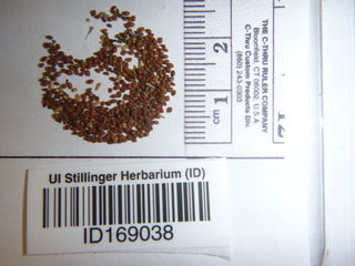 Erysimum cheiranthoides, seed