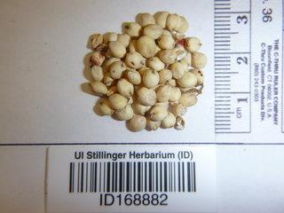 Sorghum bicolor, seed