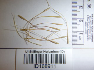 Taeniatherum caput-medusae, seed