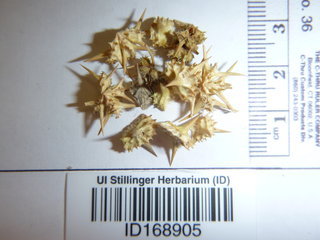 Tribulus terrestris, seed