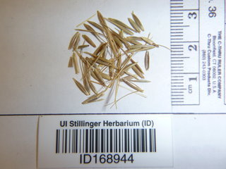 Elymus elymoides, seed