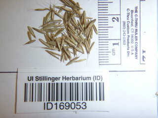 Festuca idahoensis, seed