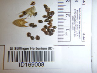Galeopsis tetrahit, seed