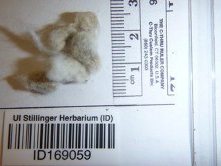 Gossypium hirsutum, seed