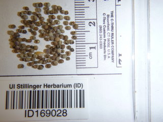 Guizotia abyssinica, seed