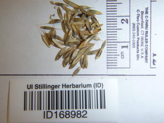 Hordeum vulgare, seed