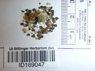 Hordeum vulgare, seed