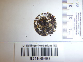 Scrophularia lanceolata, seed