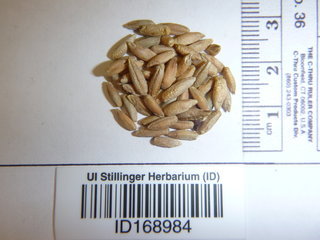 Secale cereale, seed