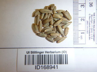 Secale cereale, seed