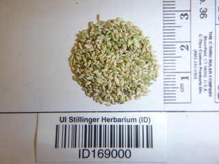 Setaria viridis, seed