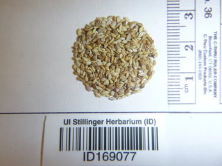 Setaria viridis, seed