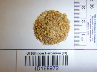 Solanum nigrum, seed