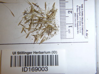 Vulpia myuros, seed