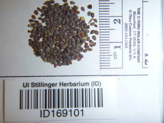 Lepidium perfoliatum, seed