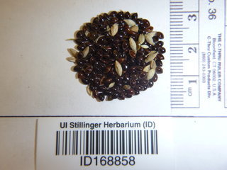 Panicum miliaceum, seed
