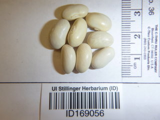 Phaseolus vulgaris, seed