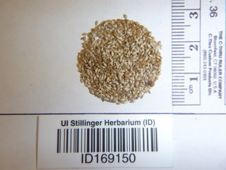 Phleum pratense, seed