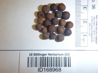 Pisum sativum, seed