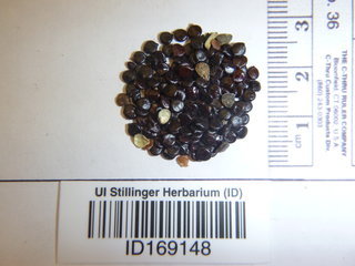 Polygonum pensylvanicum, seed