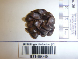 Pseudocydonia sinensis, seed