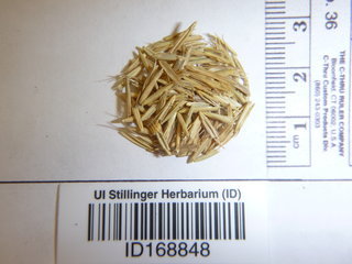 Pseudoroegneria spicata, seed