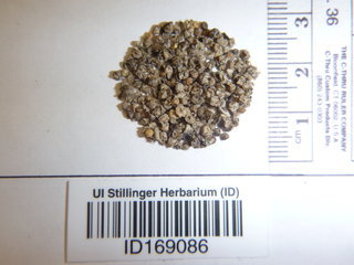 Salsola tragus, seed