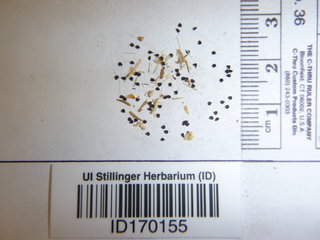 Lychnis chalcedonica, seed