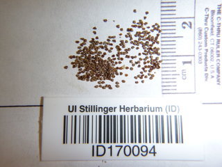 Nicotiana attenuata, seed