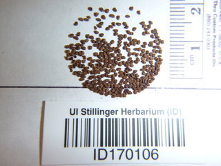 Nicotiana rustica, seed