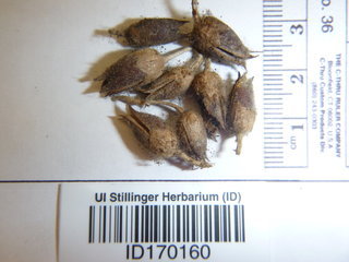 Penstemon attenuatus, seed