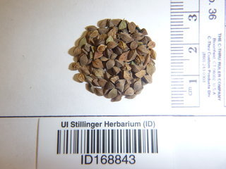 Polygonum convolvulus, seed
