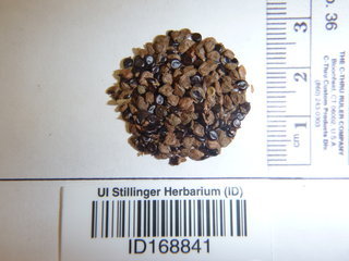 Polygonum pensylvanicum, seed